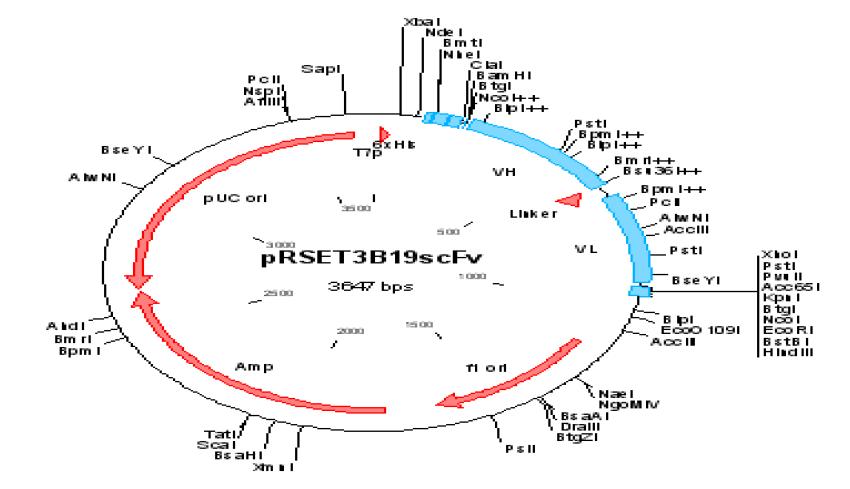 클로닝한 3B19 scFv 유전자를 대장균에서 발현하기 위한 pRSET3B19scFv 플라스미드의 개열지도
