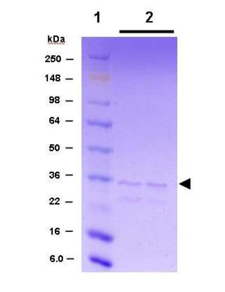대장균에서 발현한 3B19 scFv 단백질을 정제한 후 SDS-PAGE한 사진으로 lane 1은 염색(pre-stained) 단백질 사이즈 마커, lane 2는 정제한 3B19 scFv 재조합단백질