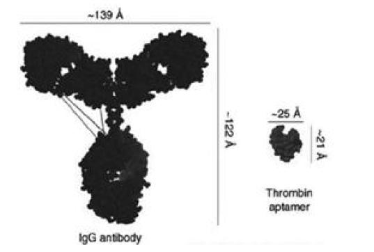 항체(좌측 그림)와 비교한 aptamer(우측 그림)의 크기 모식도