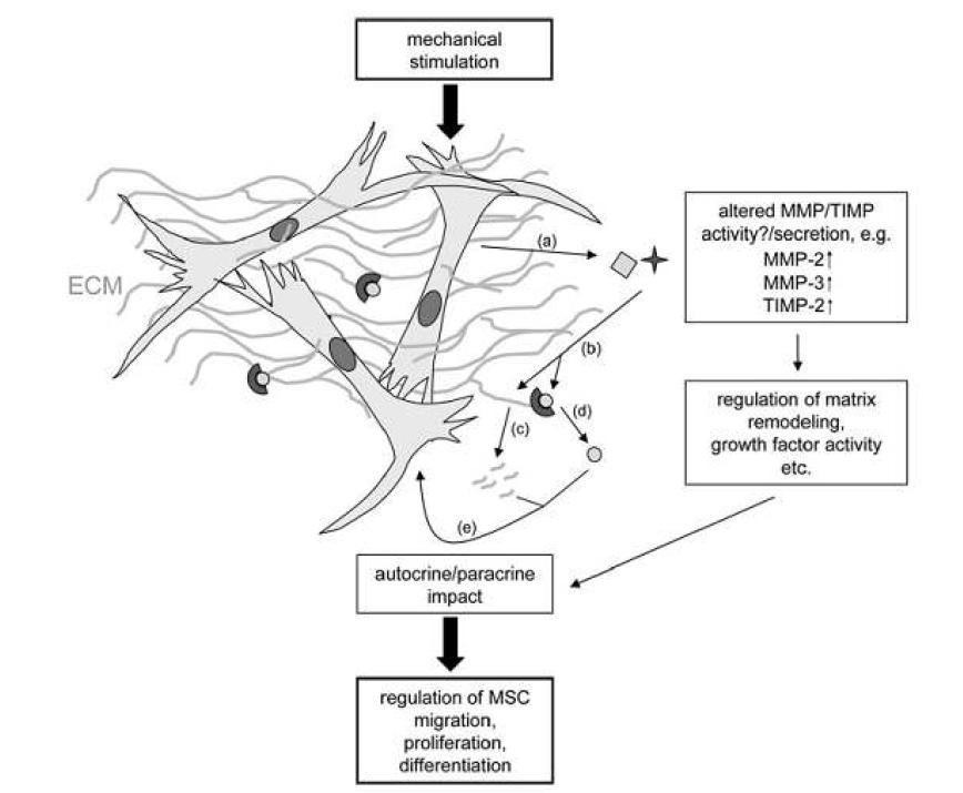 Matrix metalloproteases (MMPs)/Tissue-specific inhibitor of metallo- proteases(TIMPs) balance as a potential transducer of mechanical stimuli applied to MSCs.