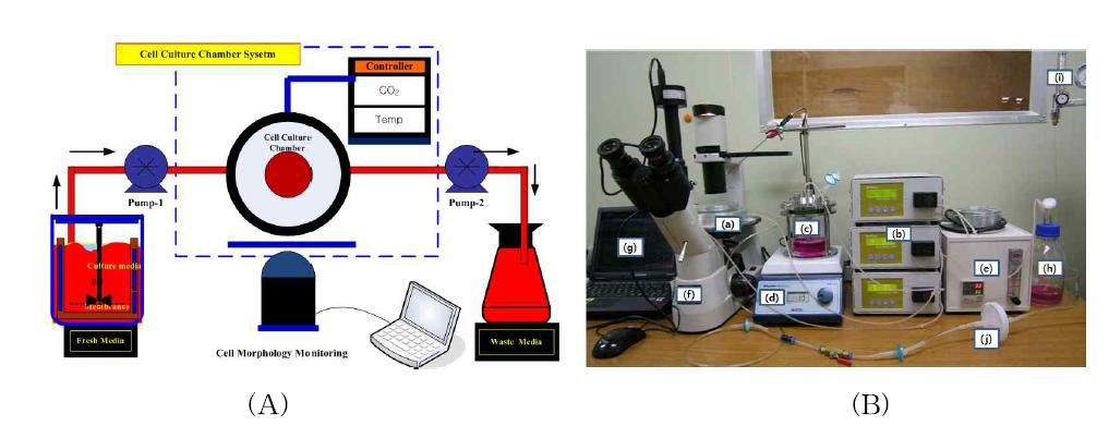Schematic diagram of the bioreactor design (A) and a perfusion culture system and its elements (B)