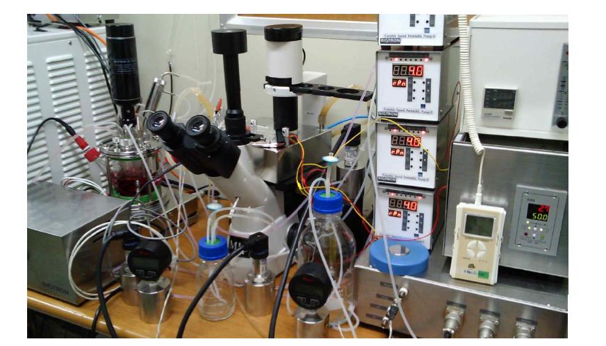 Pictures of a novel perfusion chamber system with low intensity ultrasound stimulation