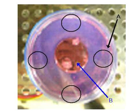 Cell culture plate with ultrasonic transducer.