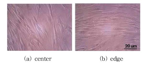 Ultrasound treatment at 50 mW/cm and 10% duty cycle.