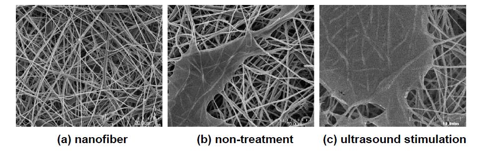 FE-SEM morphology of the PCL nanofiber
