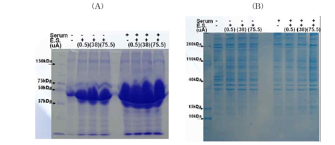 SDS-PAGE with the secreted protein in the electro-stimulated media (A) and in the electro-stimulated cell (B).