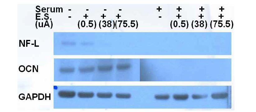 Expression of marker molecules, osteocalcin (OCN) and neurofilament (NF-L) via western blot analysis.