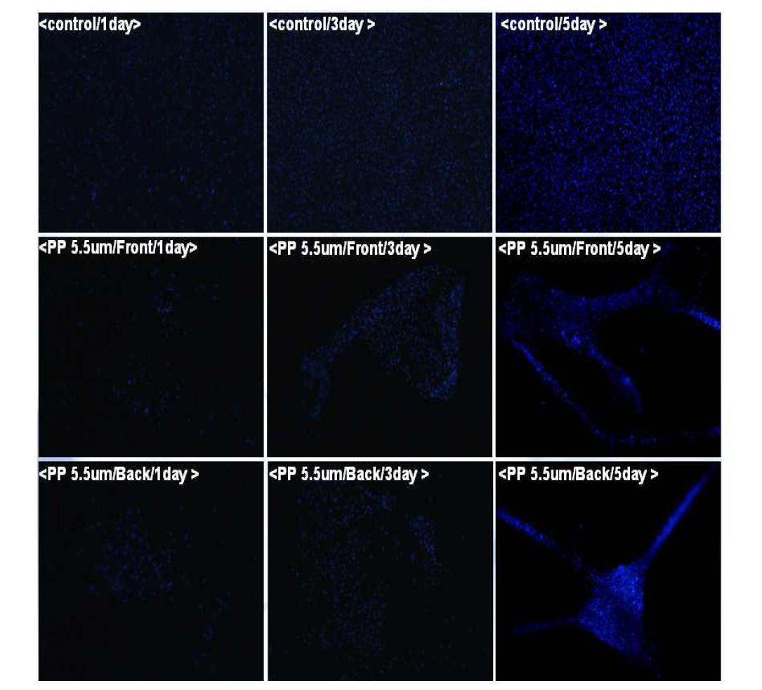 DAPI Labeling on the polypyrrole along the coating conditions