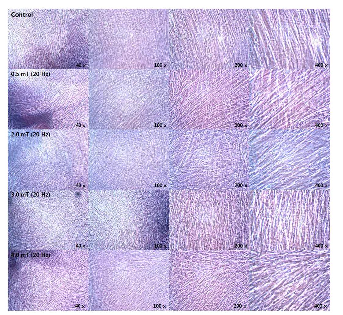 Images of alveolar bone marrow stem cells differentiation on the pulsed electromagnetic field stimulation under the electromagnetic field stimulation at a stimulation time of 10 min/day for 25 days.