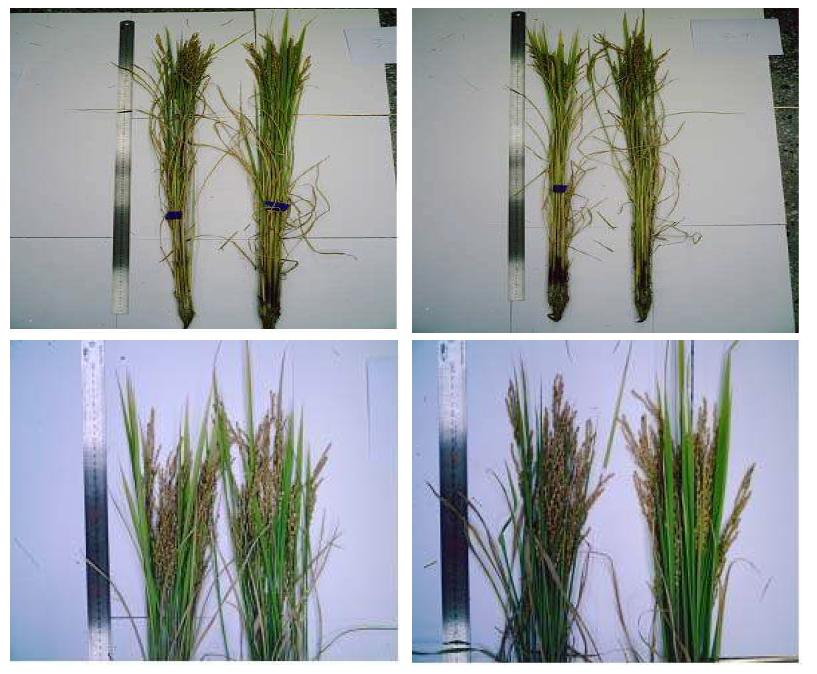 설갱벼의 대조구(좌)와 실험구(우).