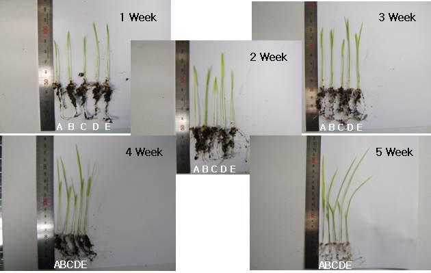 배양일수에 따른 벼의 생장.