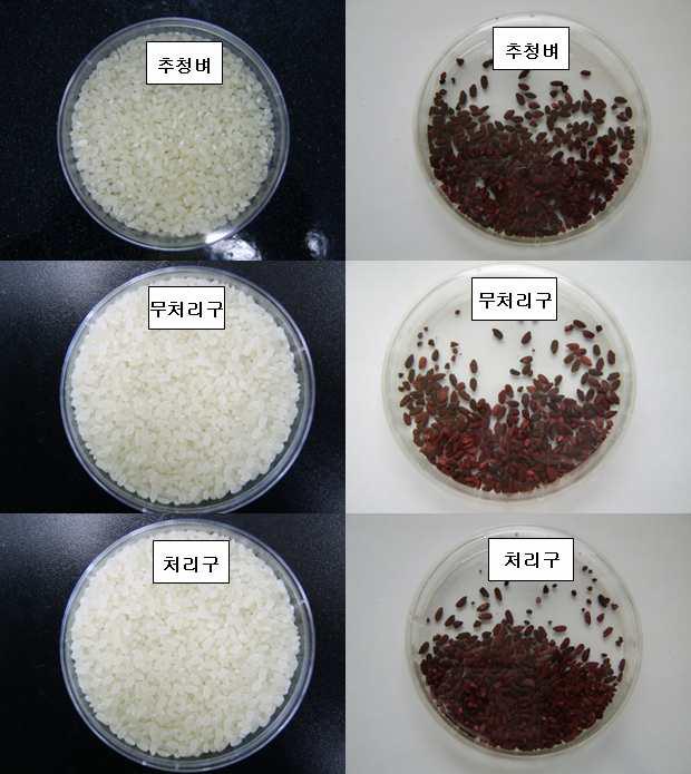 쌀의 종류별 배양 전과 배양 후 상태변화.