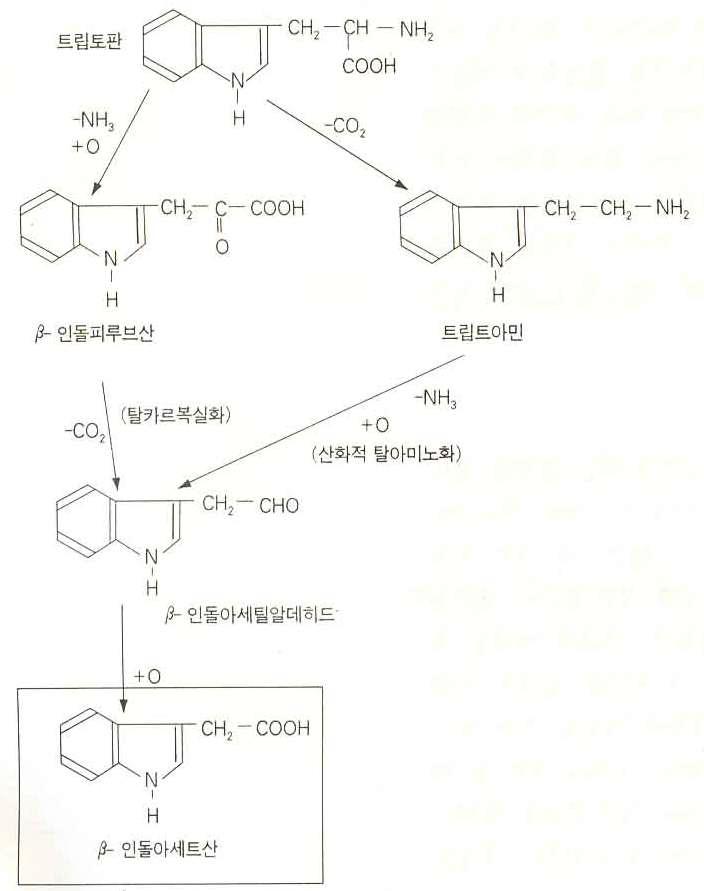 트립토판(Trp)으로부터 인돌아세트산(IAA)의 생산경로.