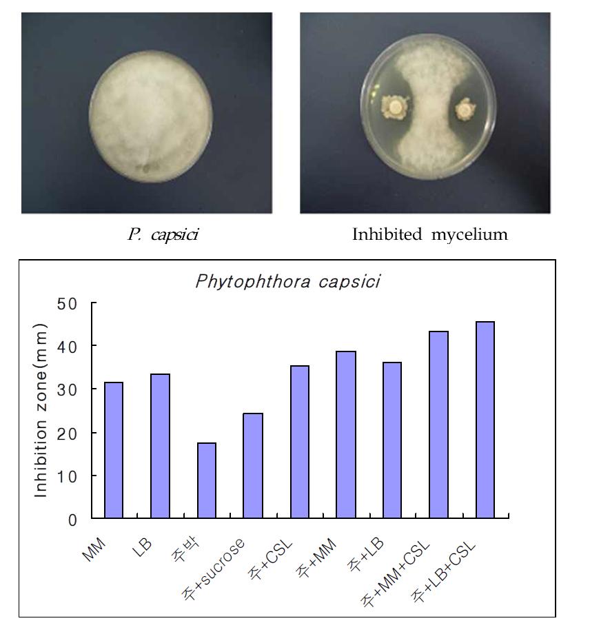 분리 균주 AM651를 이용한 생전분발효부산물과 최소배지 및첨가물에서의 고추역병에 대한 항진균활성