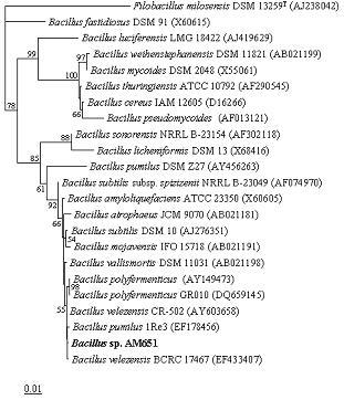 Phylogenetic tree for strain AM651 and related organisms based on 16S rDNA sequences