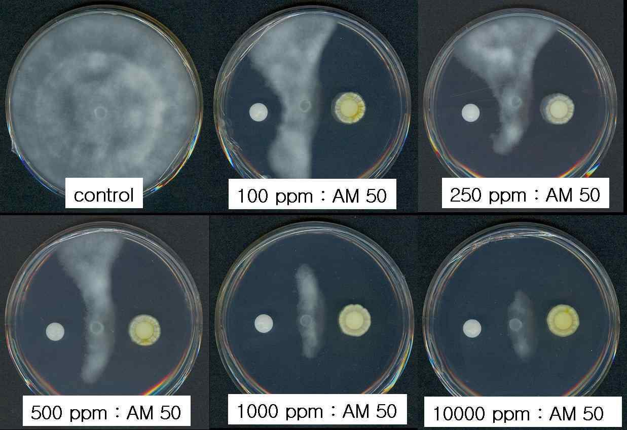 7일 동안 배양한 Streptomyces sp. AM-50의 Phytophthora capsici 항진균작용.