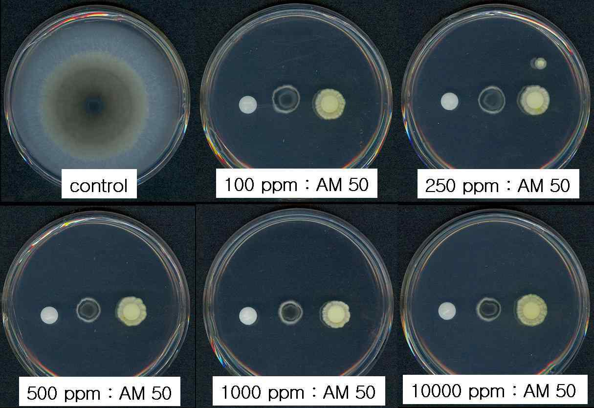 3일 배양 후 Streptomyces sp. AM-50의 C. gloeosporioides 항진균 작용.