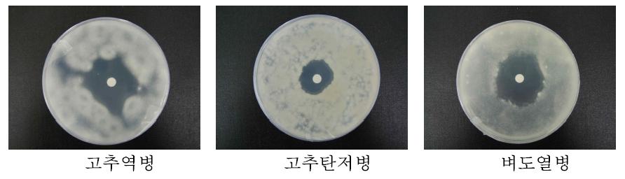 Streptomyces sp. HSA-3에 의한 항진균활성 측정.