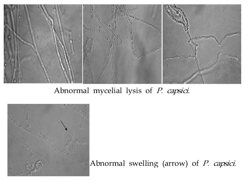 Phytophthora capsici에 대한 Bacillus sp. AM-651 균주의 항진균작용