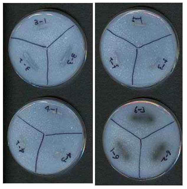 분리균주의 NBRIP agar plate에서 불용성 인산의 가용화.