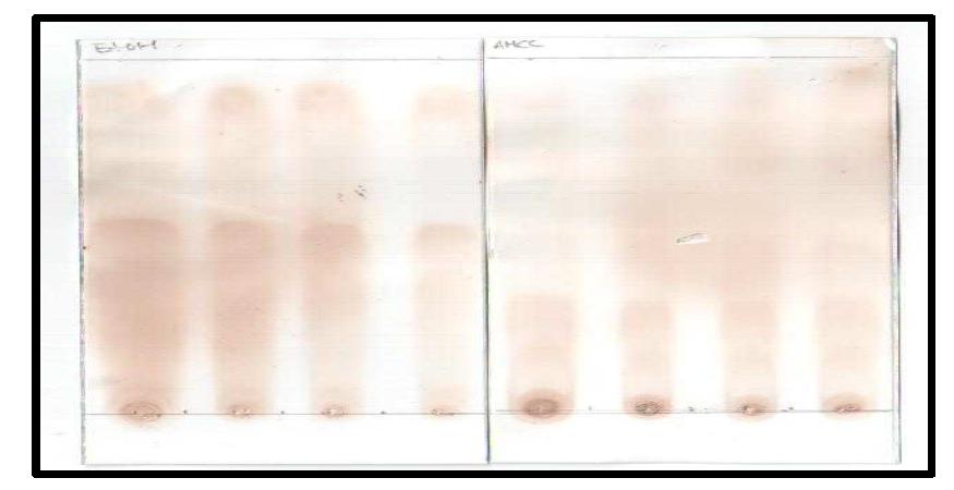 TLC analyses of each fractions for soluble extract of red pepper seeds.