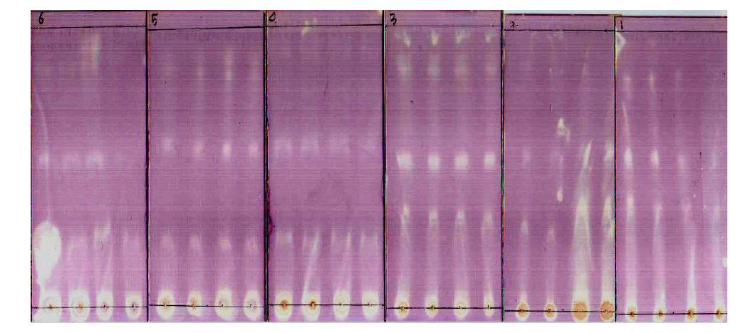 TLC analyses of each fractions after solvent fractionation of red pepper seeds