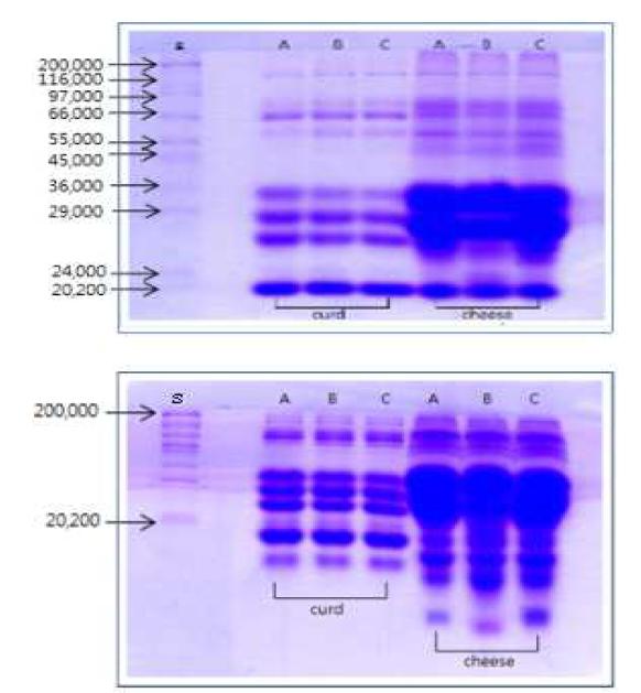 Electrophoretic patterns of milk protein in curd before cutting and cheese on SDS-polyacrylamide gel electrophoresis