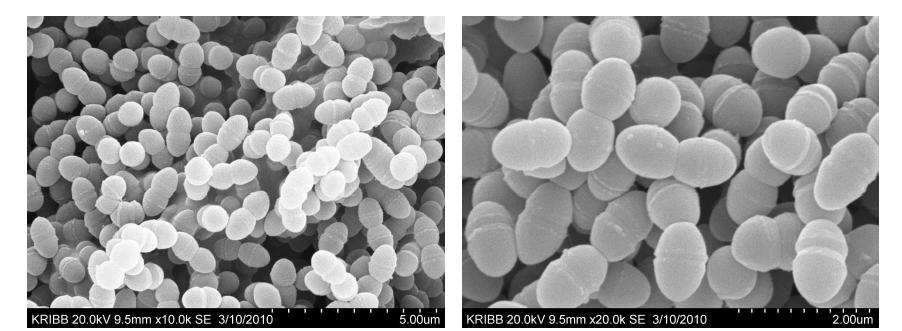 Scanning electron micrographs of Streptococcus macedonicus 743