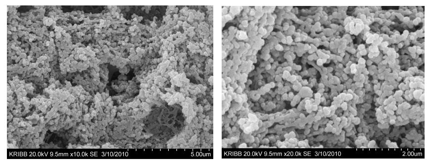 Scanning electron micrographs of curd before cuttingmanufactured by commercial starter