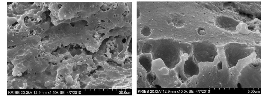 Scanning electron micrographs of cheese manufactured by commercial starter