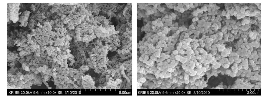 Scanning electron micrographs of curd before cutting manufactured by S.