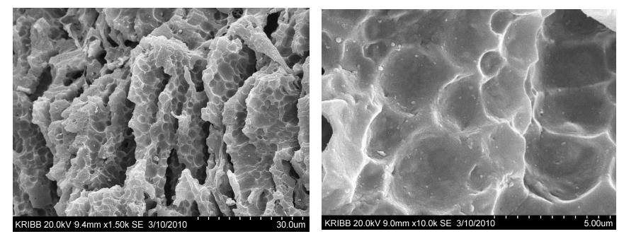 Scanning electron micrographs of cheese manufactured by S.
