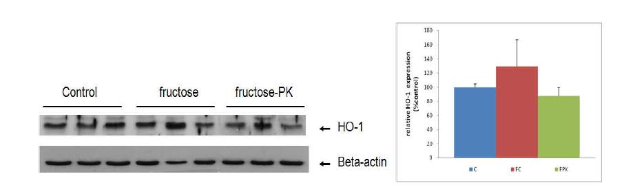 Expression of HO-1 protein in rats fed experimental diets.