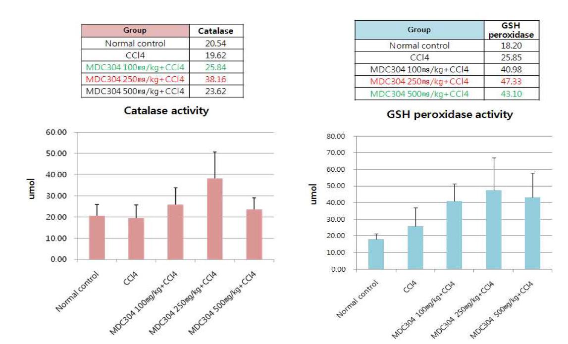 MDC304 항산화 효과에 대한 단회투여 동물실험
