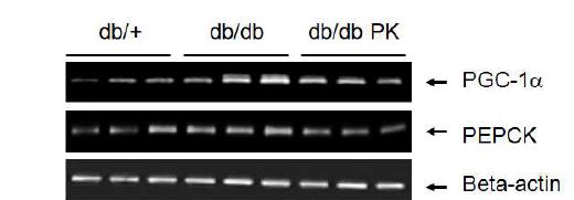 Expression of PGC-1α and PEPCK mRNA in db/db mice fed experimental diets.