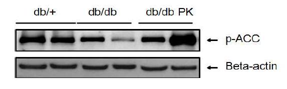 Expression of activated ACC in db/db mice fed experimental diets.