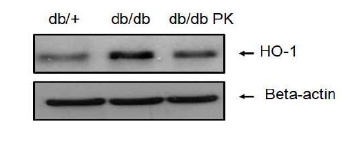 Expression of HO-1 protein in db/db mice fed experimental diets.