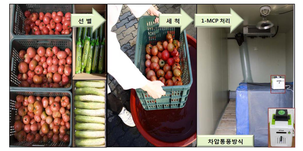 송탄 토마토, 오이, 애호박의 차압통풍 방식 1-MCP처리 과정