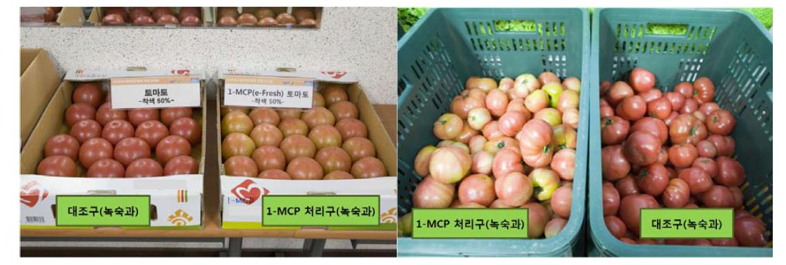 토마토 녹숙과(착색50%)의 차압통풍방식 1-MCP처리 후 7일 경과 사진