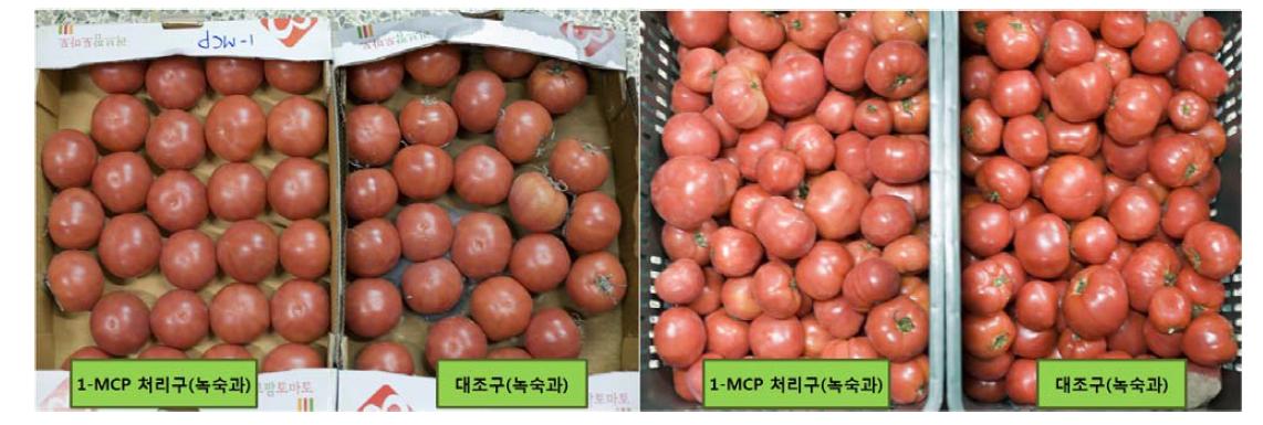 토마토 녹숙과(착색50%)의 차압통풍방식 1-MCP처리 후 27일 경과 사진