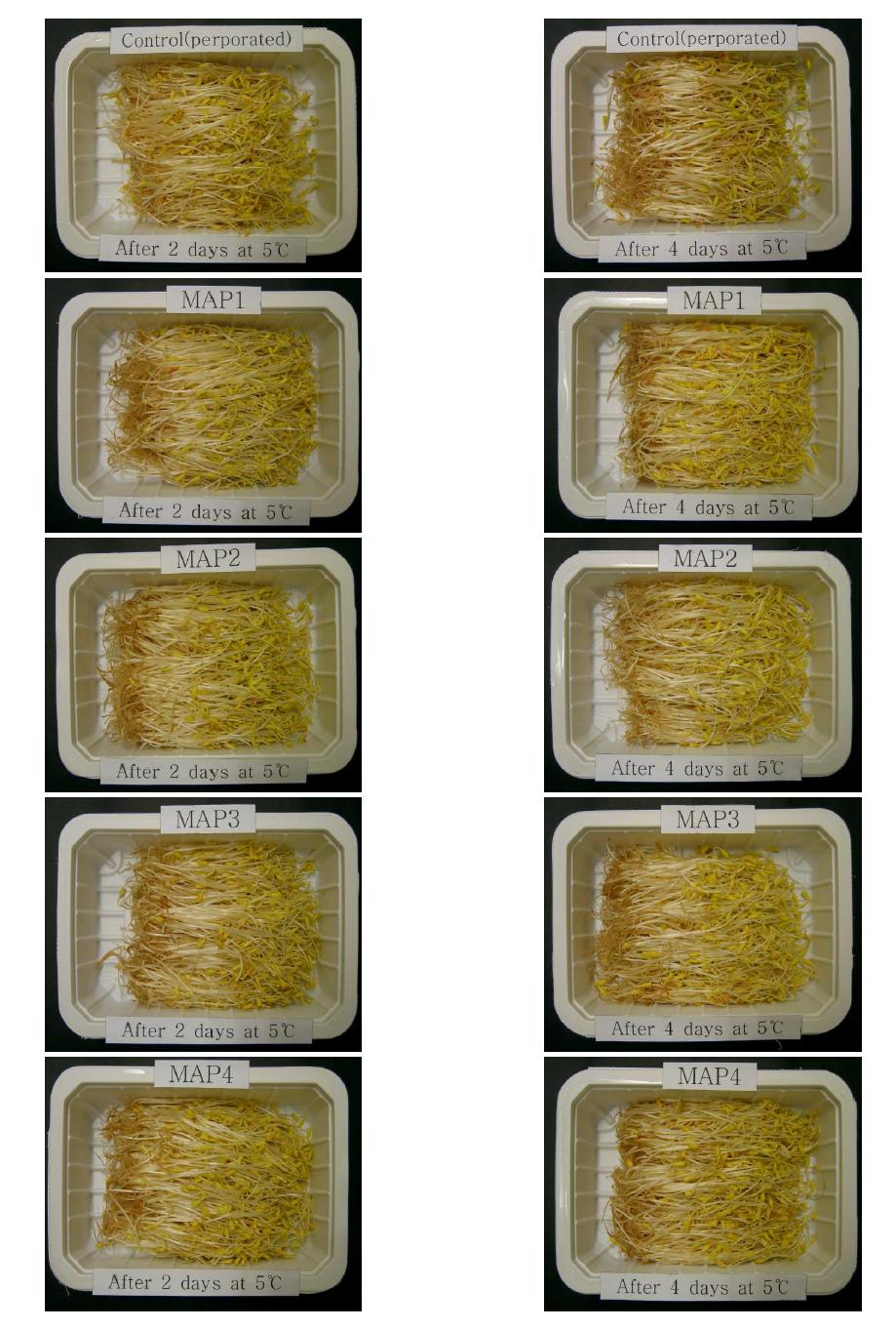 Appearance of buckwheat sprout treated with various MA packaging conditions during storage at 5℃ for 4 days.