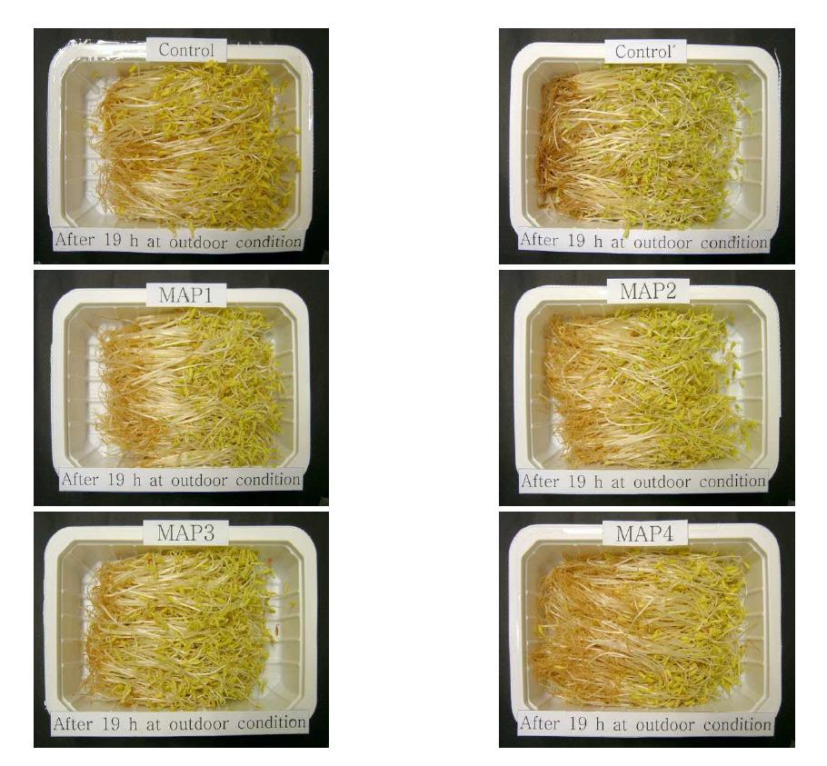 Appearance of buckwheat sprout treated with various MA packaging conditions and refrigerants in EPS boxes after storage at ambient temperature for 19 h.