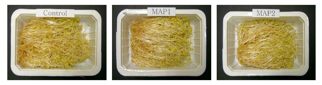 Appearance of buckwheat sprout treated with the selected MA packaging conditions