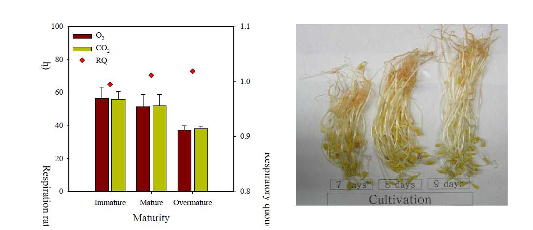 Respiration rates (left) and appearance (right) of buckwheat sprout as affected by maturity.