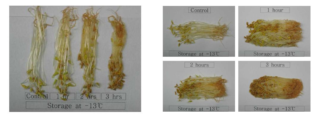 Appearance of buckwheat sprout as affected by freezing time (freeze injury).