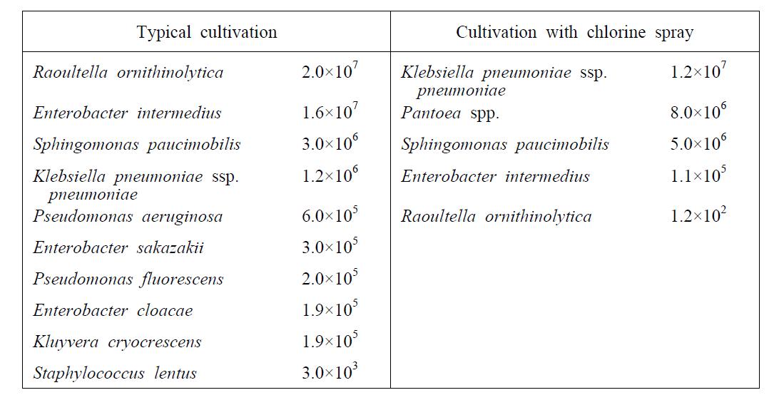 Microbial population of buckwheat sprout cultivated with and without disinfection treatment