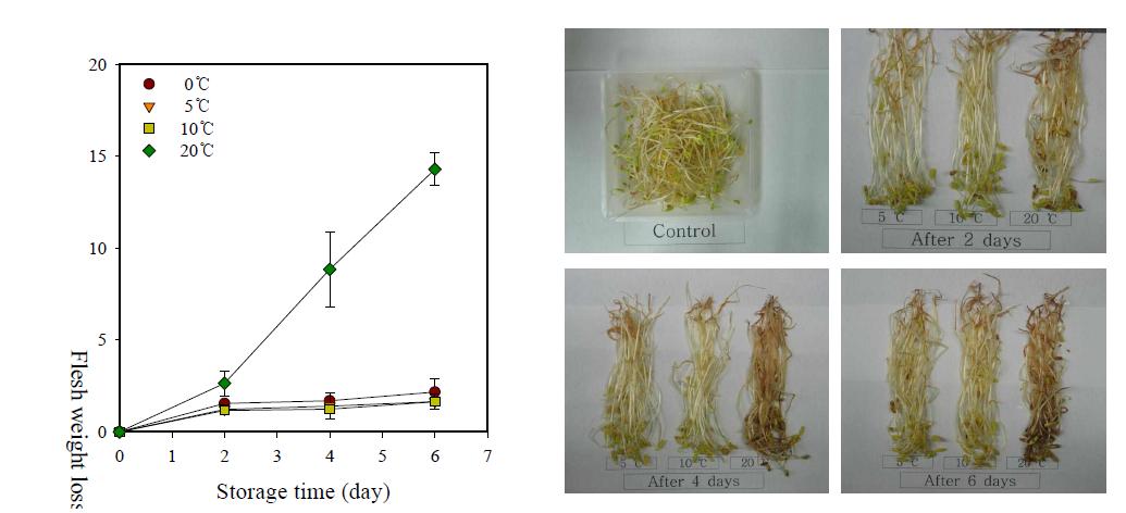 Changes in flesh weight loss (left) and appearance (right) of buckwheat sprout during storage at different temperatures for 6 days.