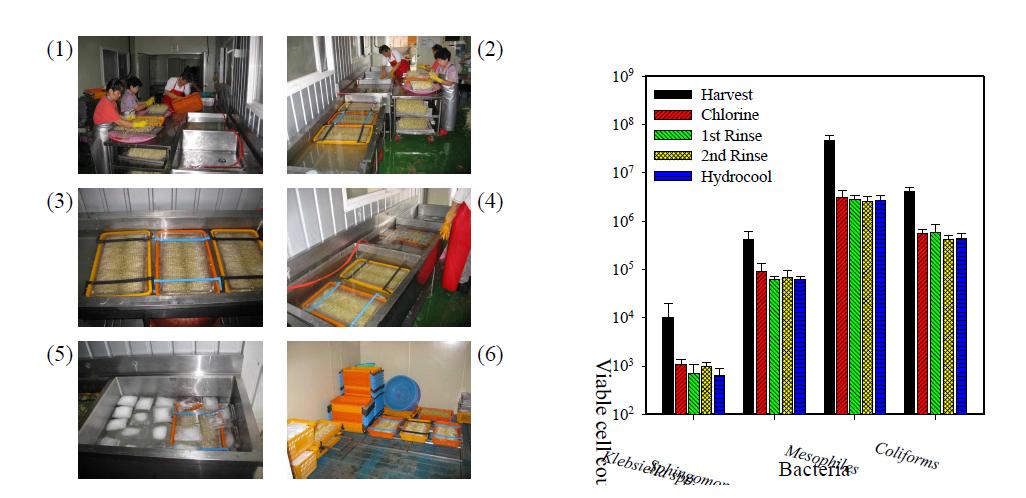 Postharvest processing steps (left) and microbial population (right) of buckwheat sprout after each processing step.