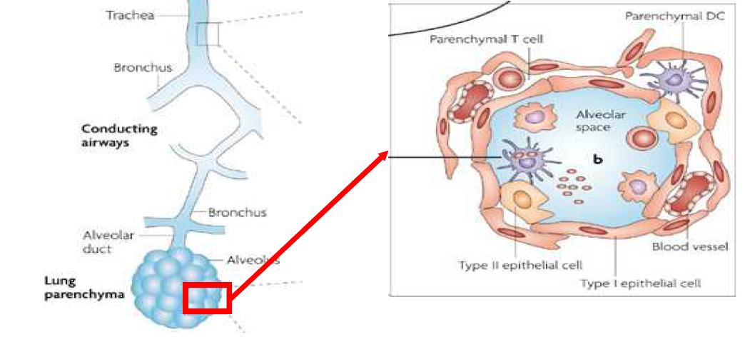 인체 호흡기관의 구조 및 호흡기 점막상피세포의 분류