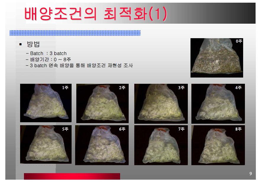 발아대두배지에서 배양기간별 동충하초 균사체 배양.